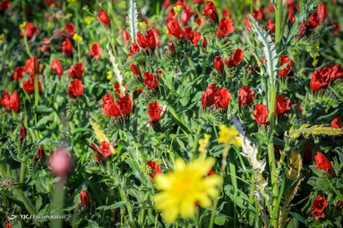 برداشت گیاه دارویی گل گاوزبان - ییلاقات گلستان