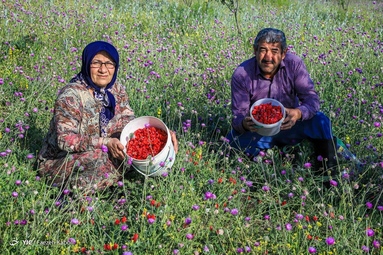 برداشت گیاه دارویی گل گاوزبان - ییلاقات گلستان