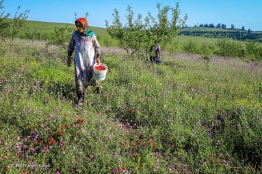برداشت گیاه دارویی گل گاوزبان - ییلاقات گلستان