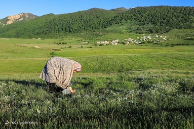 برداشت گیاه دارویی گل گاوزبان - ییلاقات گلستان