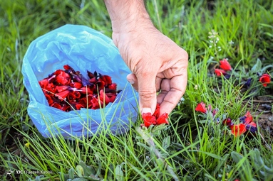برداشت گیاه دارویی گل گاوزبان - ییلاقات گلستان