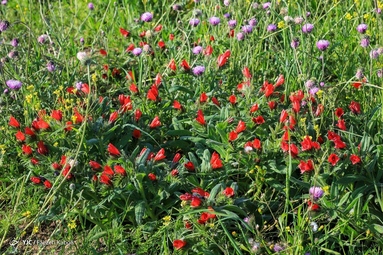 برداشت گیاه دارویی گل گاوزبان - ییلاقات گلستان