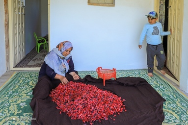 برداشت گیاه دارویی گل گاوزبان - ییلاقات گلستان
