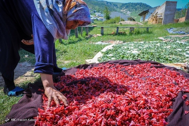 برداشت گیاه دارویی گل گاوزبان - ییلاقات گلستان