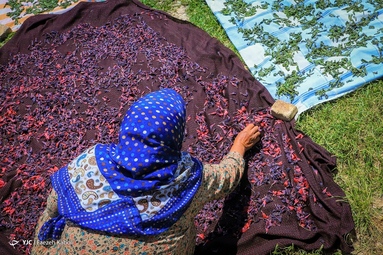 برداشت گیاه دارویی گل گاوزبان - ییلاقات گلستان