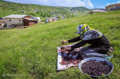 برداشت گیاه دارویی گل گاوزبان - ییلاقات گلستان