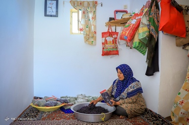 برداشت گیاه دارویی گل گاوزبان - ییلاقات گلستان