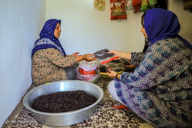 برداشت گیاه دارویی گل گاوزبان - ییلاقات گلستان