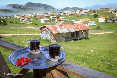 برداشت گیاه دارویی گل گاوزبان - ییلاقات گلستان