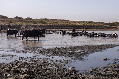 کمبود آب بلای جان گاومیش‌های خوزستان