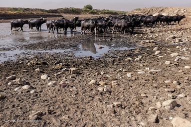 کمبود آب بلای جان گاومیش‌های خوزستان