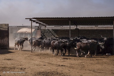 کمبود آب بلای جان گاومیش‌های خوزستان