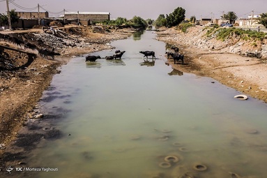 کمبود آب بلای جان گاومیش‌های خوزستان