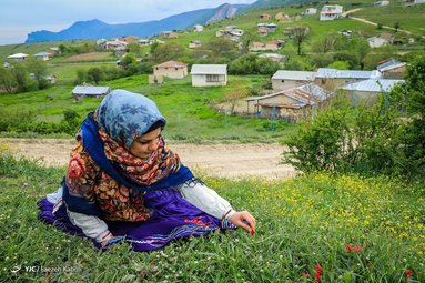 برداشت گل گاوزبان وحشی - ییلاقات گلستان 