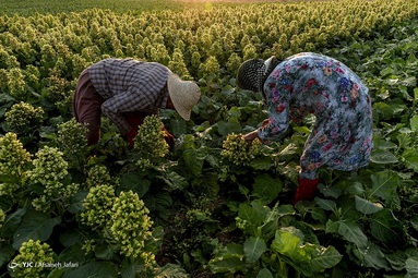 برداشت تنباکو در شهرستان های دشتستان و اهرم - بوشهر