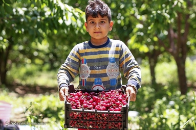 برداشت گیلاس - اصفهان