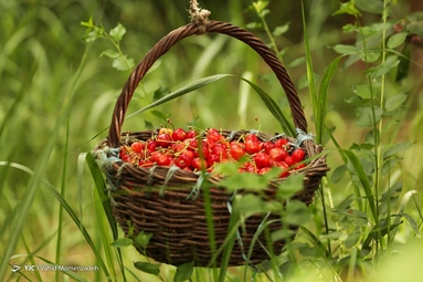 برداشت گیلاس - اصفهان