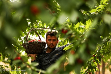 برداشت گیلاس - اصفهان
