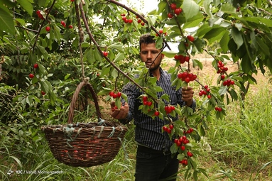 برداشت گیلاس - اصفهان
