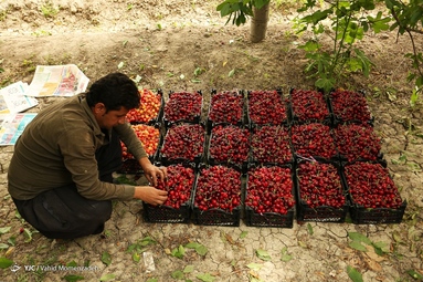 برداشت گیلاس - اصفهان