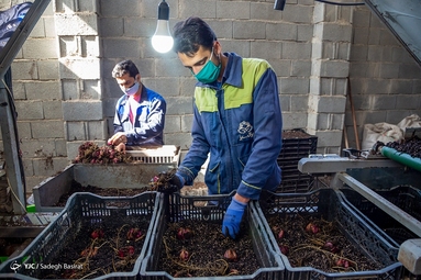 گلخانه گل لیلیوم شهر دهاقان - اصفهان