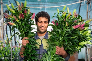 گلخانه گل لیلیوم شهر دهاقان - اصفهان