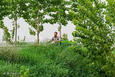برنج نماد سرسبزی و زیبایی مزارع شمال است و به رغم مشکلات فراوان در کشت، هنوز از محبوب‌ترین کشت‌های رایج بین کشاورزان شمال است