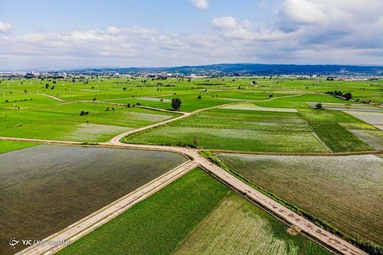 برنج نماد سرسبزی و زیبایی مزارع شمال است و به رغم مشکلات فراوان در کشت، هنوز از محبوب‌ترین کشت‌های رایج بین کشاورزان شمال است