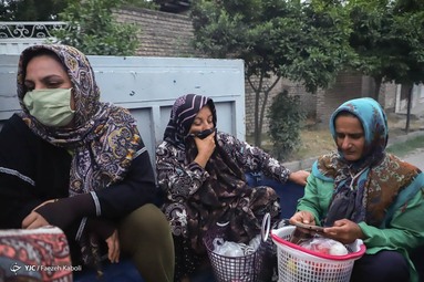 برداشت هلو در باغات گلستان