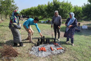 برداشت هلو در باغات گلستان