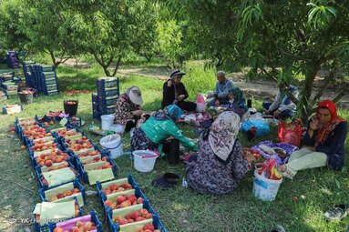 برداشت هلو در باغات گلستان