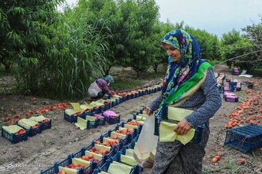 برداشت هلو در باغات گلستان