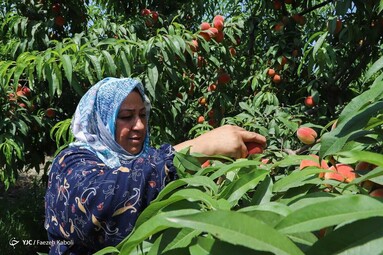 برداشت هلو در باغات گلستان