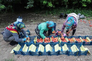 برداشت هلو در باغات گلستان