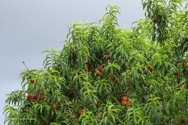 برداشت هلو در باغات گلستان