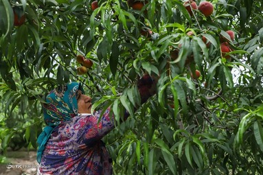 برداشت هلو در باغات گلستان