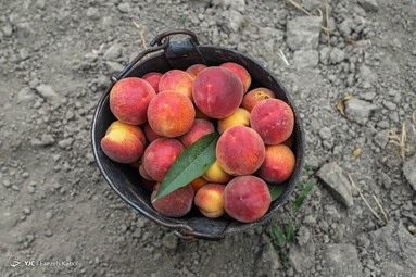 برداشت هلو در باغات گلستان