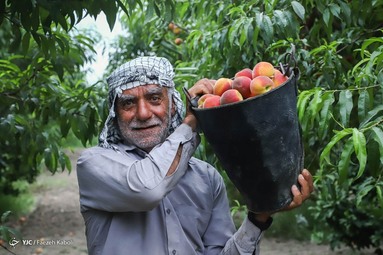 برداشت هلو در باغات گلستان