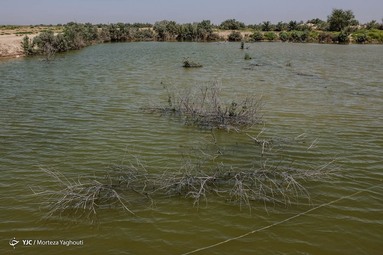 شاخه موجود رودخانه زهره در روستای منصوره نیز همیشه آب ندارد و دارای آّبی گل آلود و غیر بهداشتی است.