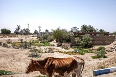 شاخه موجود رودخانه زهره در روستای منصوره نیز همیشه آب ندارد و دارای آّبی گل آلود و غیر بهداشتی است.