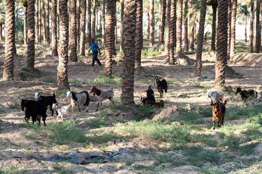 کودکان و جوانان برای تفریح و رهایی از گرمای هوا در کانالهای خنک آب که ازسد رییسعلی دلواری برای آبیاری نخلها سرازیر می شود اوقات خوشی را می گذرانند