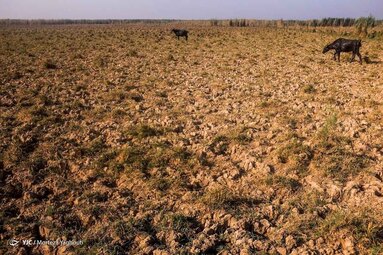 خشکسالی و مرگ حیات وحش در تالاب هورالعظیم - خوزستان