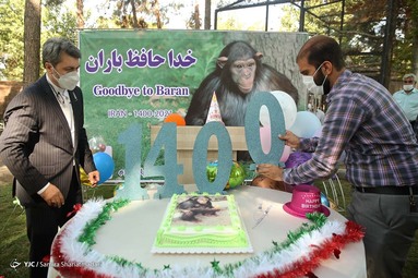 مراسم خداحافظی با باران، شامپانزه باغ ارم
