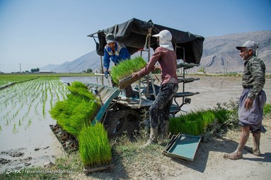 منطقه کامفیروز و درودزن در ۱۱۰ کیلومتری شیراز بزرگترین قطب کاشت برنج در استان فارس است که بدلیل کمبود آب با حفر چاه های عمیق غیر مجاز زمین ها غرق آب می شوند - استان فارس