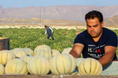 برداشت طالبی از مزارع دشت پرزان - شهرضا اصفهان