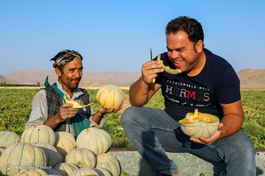 برداشت طالبی از مزارع دشت پرزان - شهرضا اصفهان