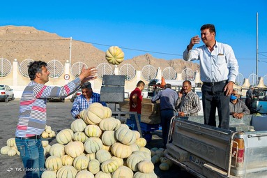 برداشت طالبی از مزارع دشت پرزان - شهرضا اصفهان