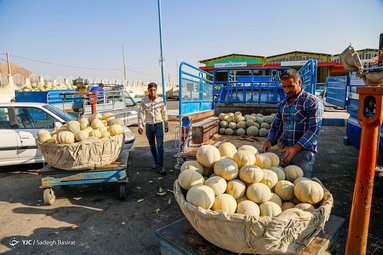برداشت طالبی از مزارع دشت پرزان - شهرضا اصفهان