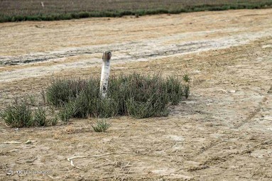 «خلیج گرگان» در جدال با خشکسالی