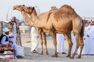 آغاز محدود حج عمره